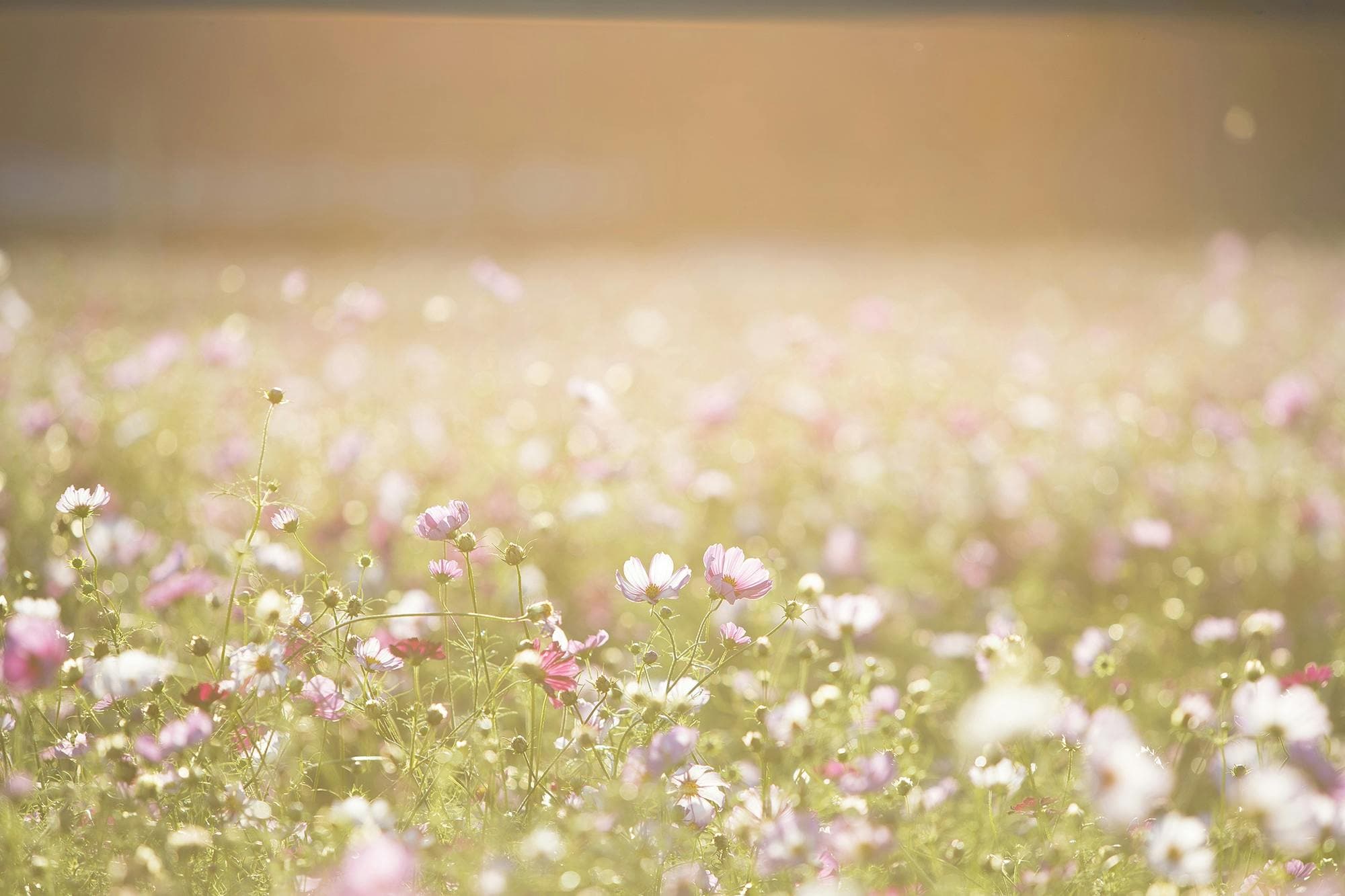 A calm floral memorial setting